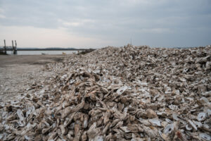 Recycled oyster shells at Bowens Island Restaurant